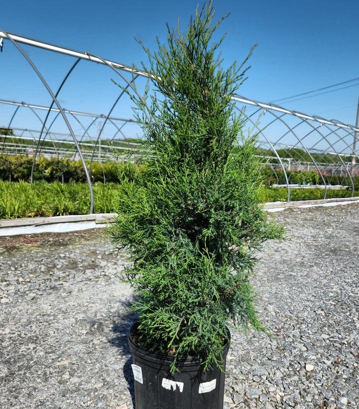 Juniperus virginiana 