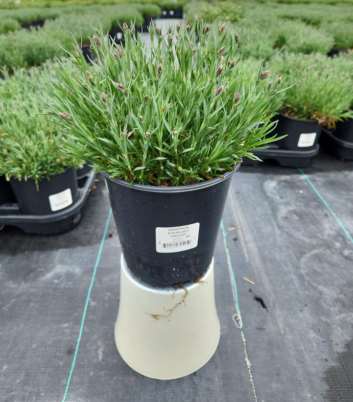 Dianthus x Everlast™ 'Orchid'