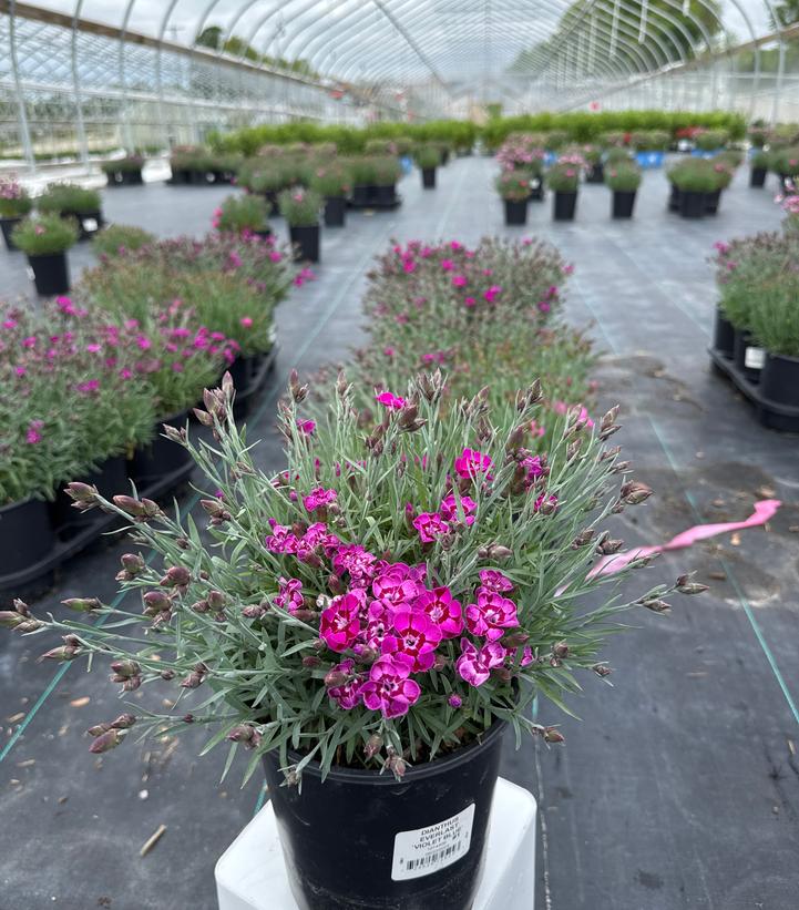 Dianthus x Everlast™ 'Violet Blue'