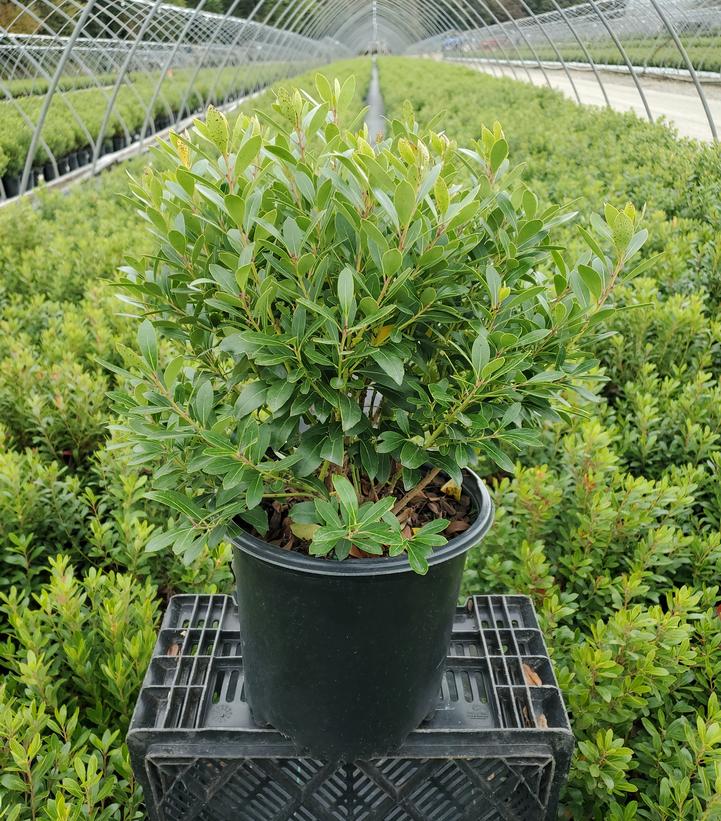 Ilex glabra 'Shamrock'