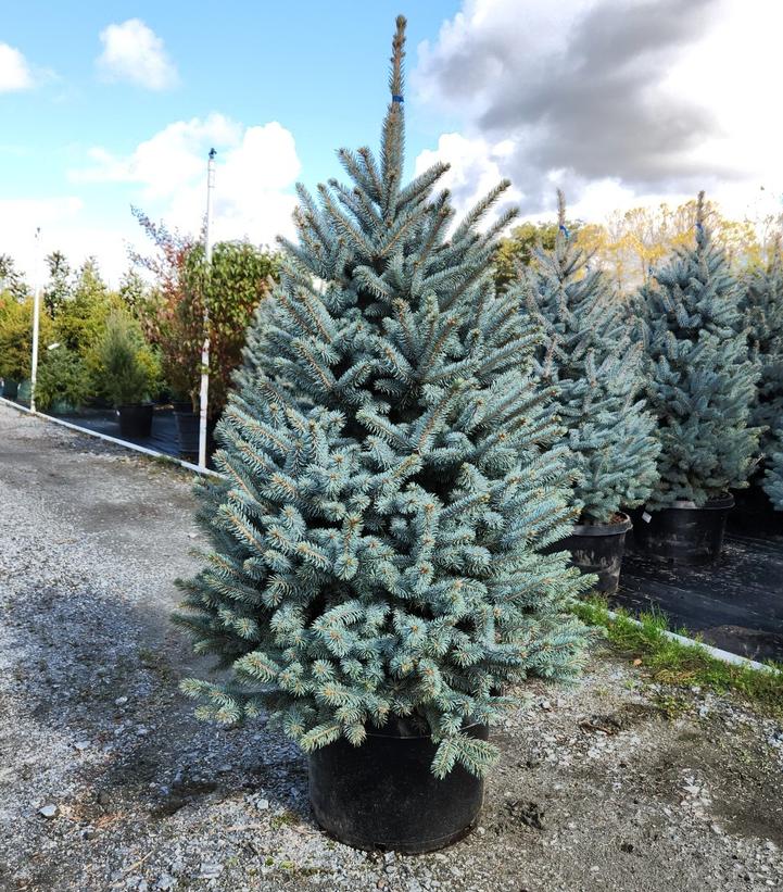 Picea pungens Baby Blue