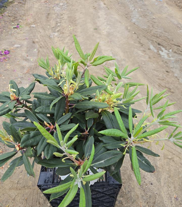 Rhododendron x Dandy Man Color Wheel®