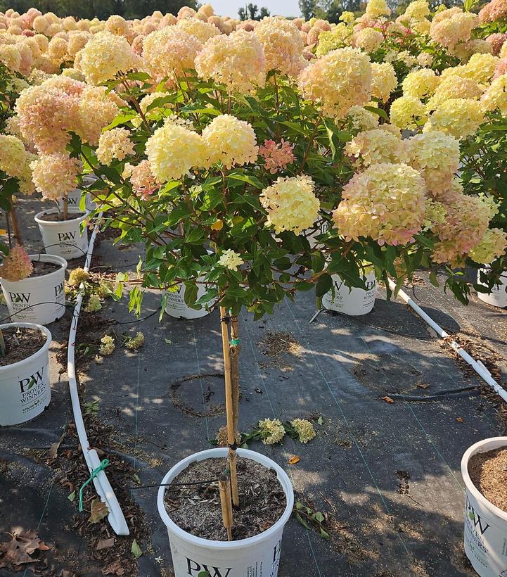 Hydrangea paniculata Little Lime®