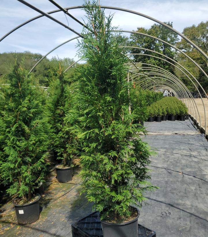 Thuja occidentalis Full Speed A Hedge®