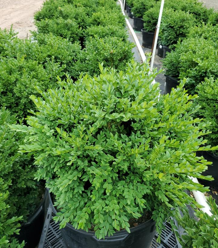 Buxus microphylla var. japonica Green Velvet