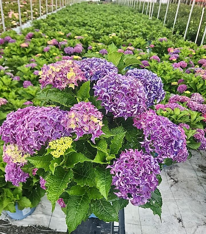 Hydrangea macrophylla Frill Ride®