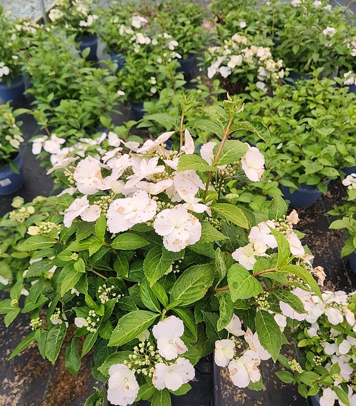 Hydrangea x Fairytrail Bride® Cascade Hydrangea®