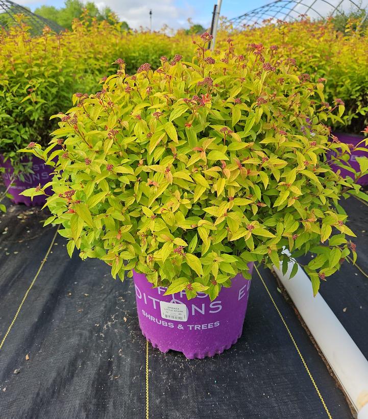 Spiraea japonica Little Spark®