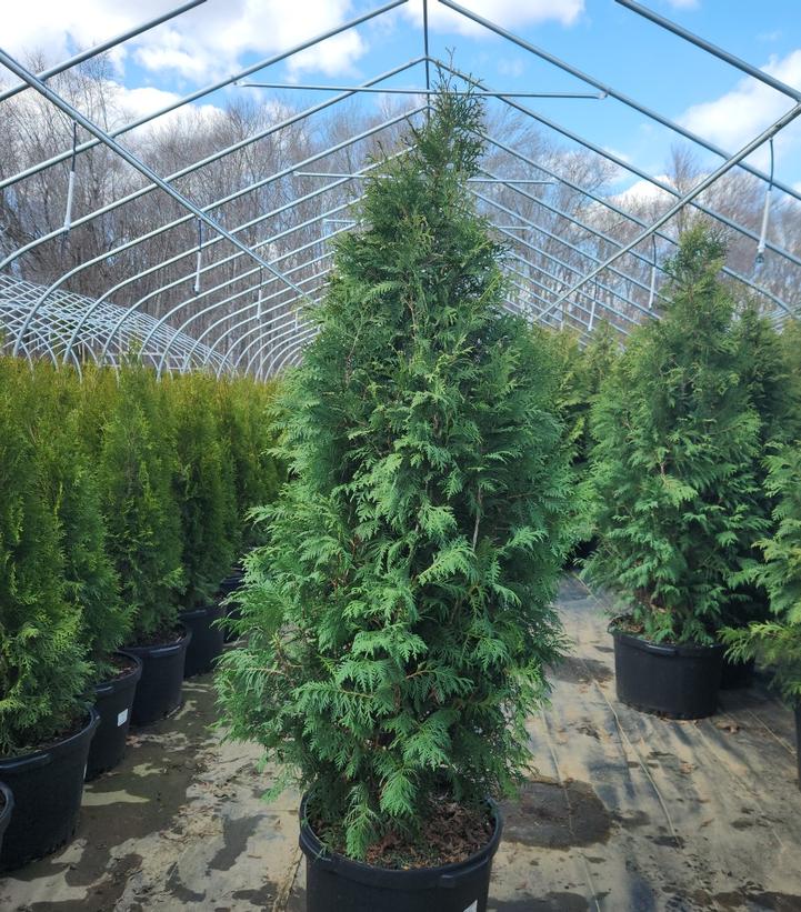 Thuja occidentalis 'Nigra'