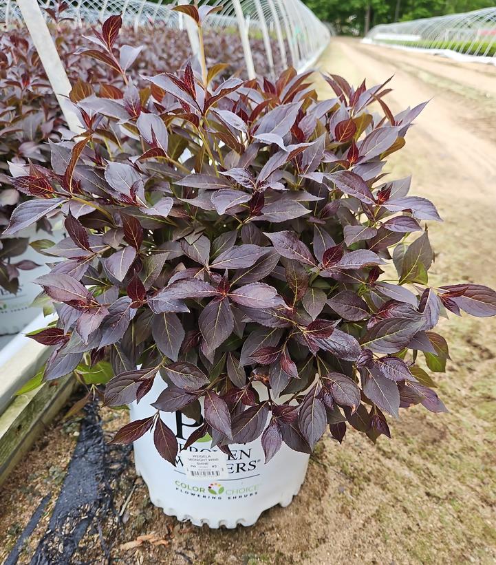 Weigela florida Midnight Wine Shine®