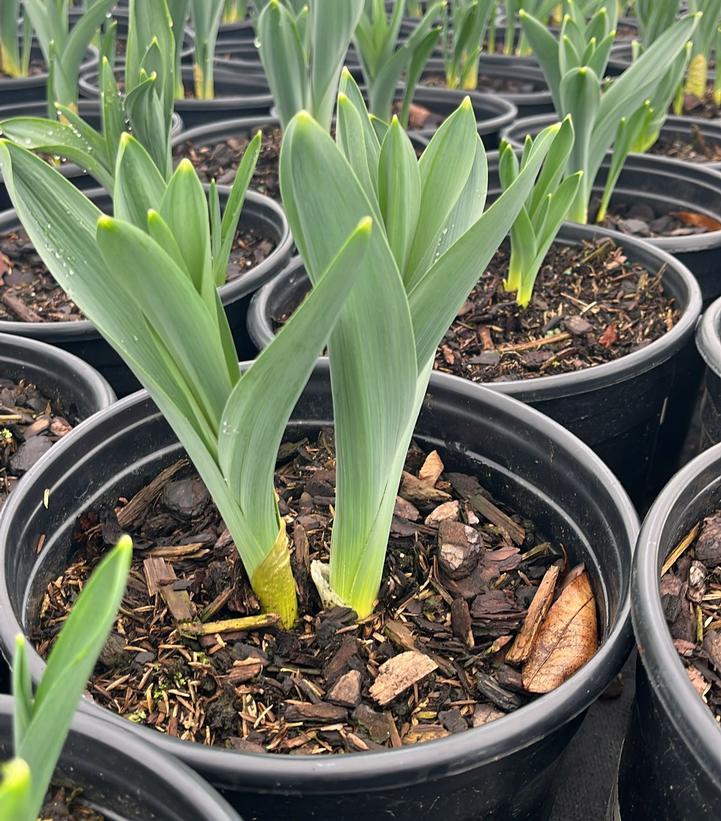 Allium 'Mount Everest'