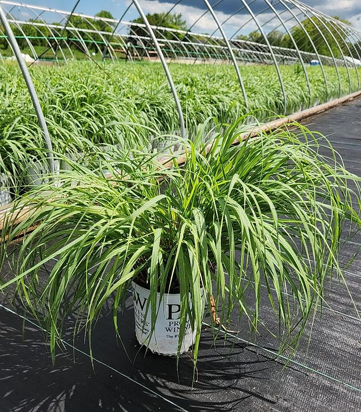 Panicum virgatum Prairie Winds® 'Niagara Falls'