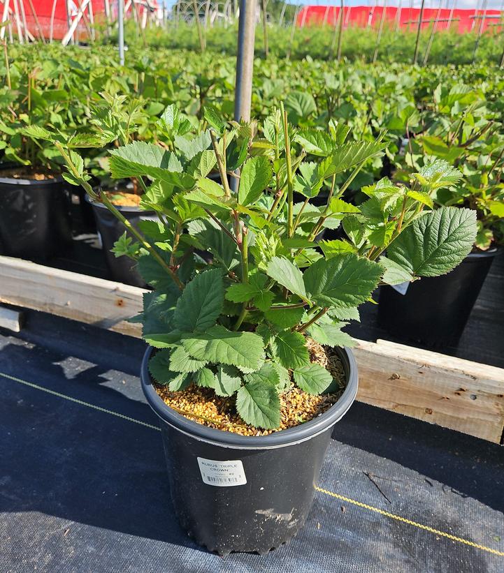 Rubus 'Triple Crown'