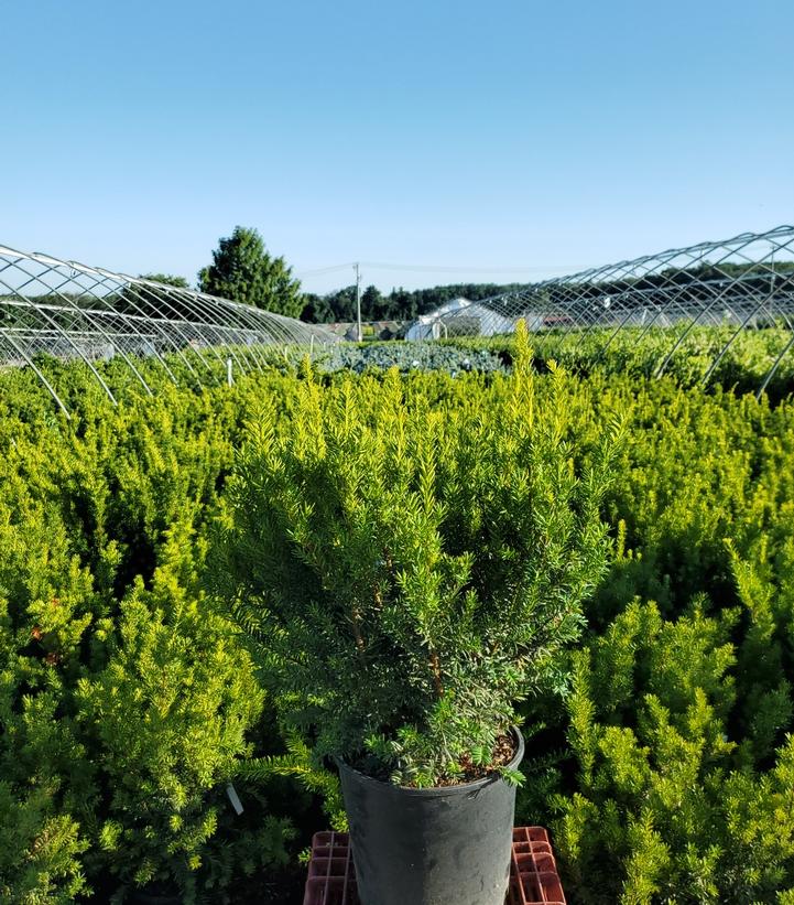 Taxus x media 'Dark Green Spreader'