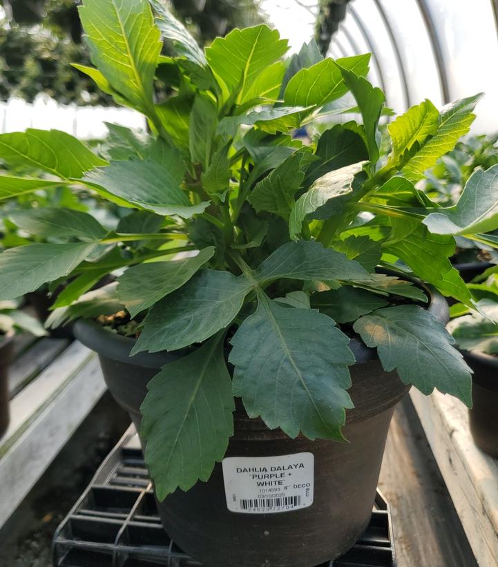 Dahlia Dalaya® Purple White