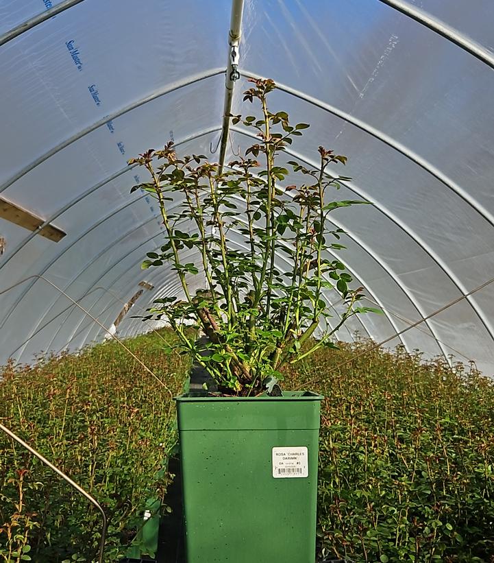 Rosa Charles Darwin®