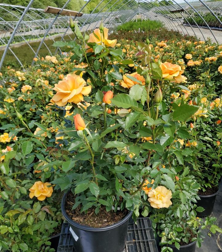 Rosa Sunbelt® South Africa®