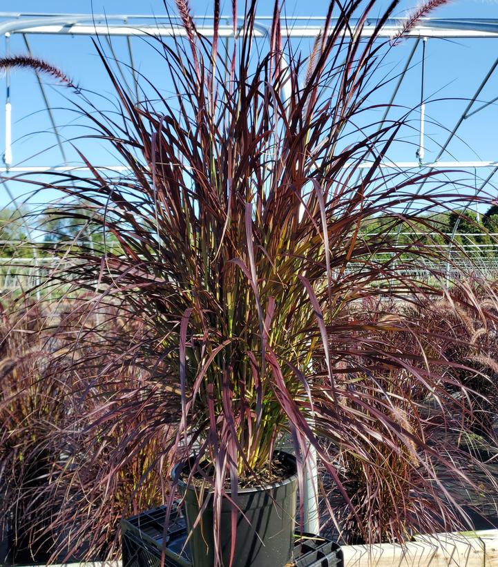 Pennisetum setaceum Rubrum