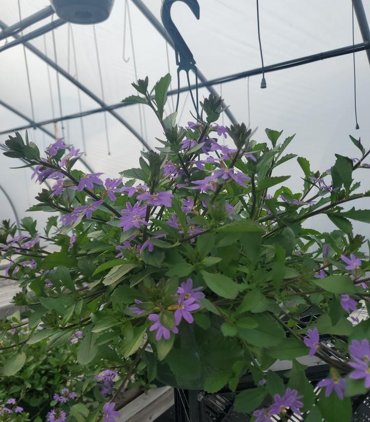 Scaevola Scampi Blue