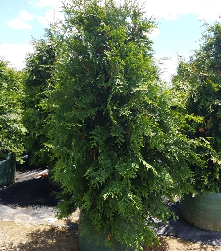 Thuja occidentalis 'Smaragd'