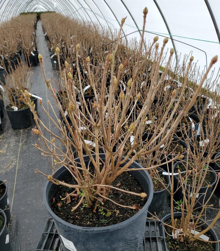 AZALEA `NORTHERN LIGHTS` 