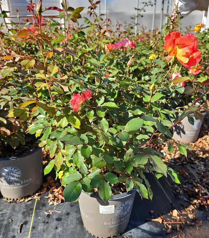 Rosa Sunset Horizon™