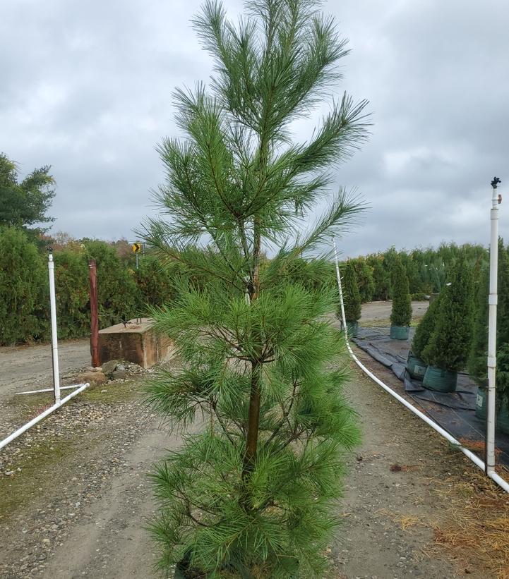 Pinus strobus 