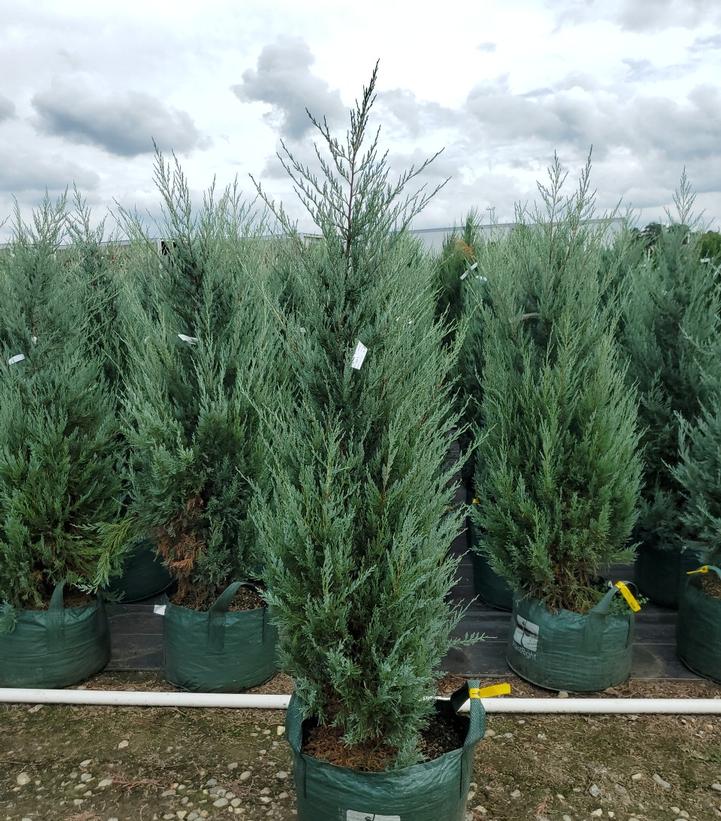 Juniperus scopulorum 'Moonglow'