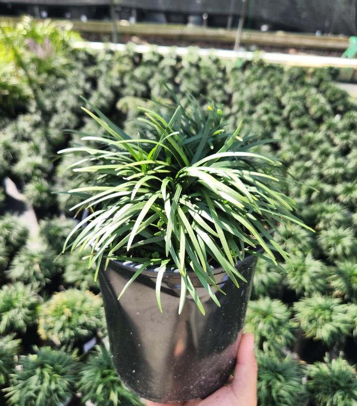 Ophiopogon japonicus 'Nana'