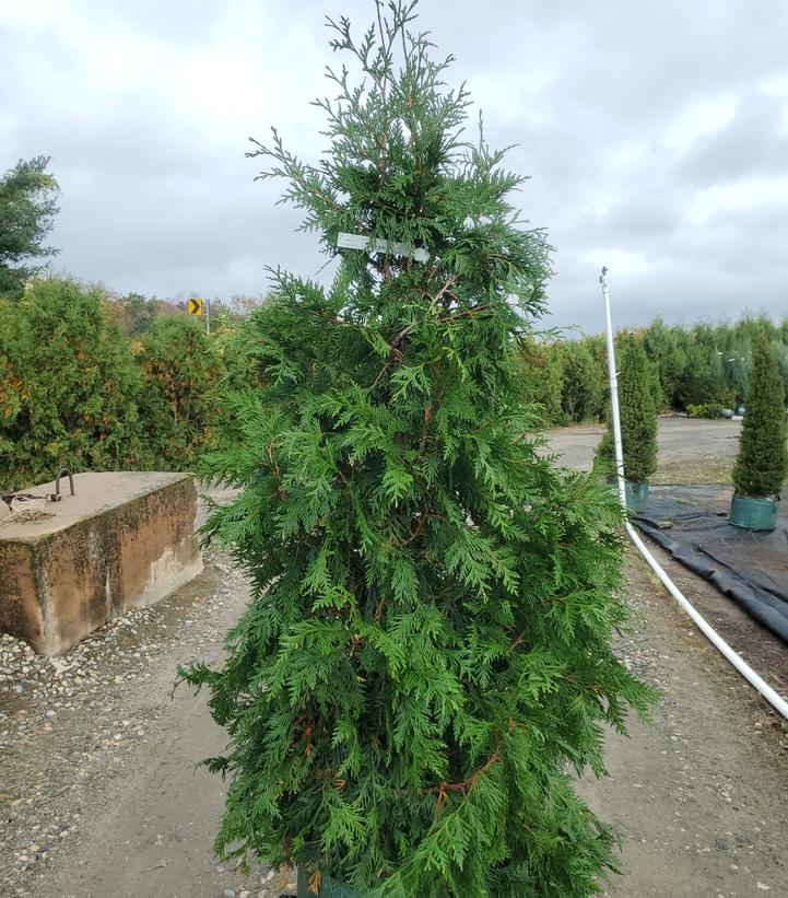 Thuja x 'Green Giant'