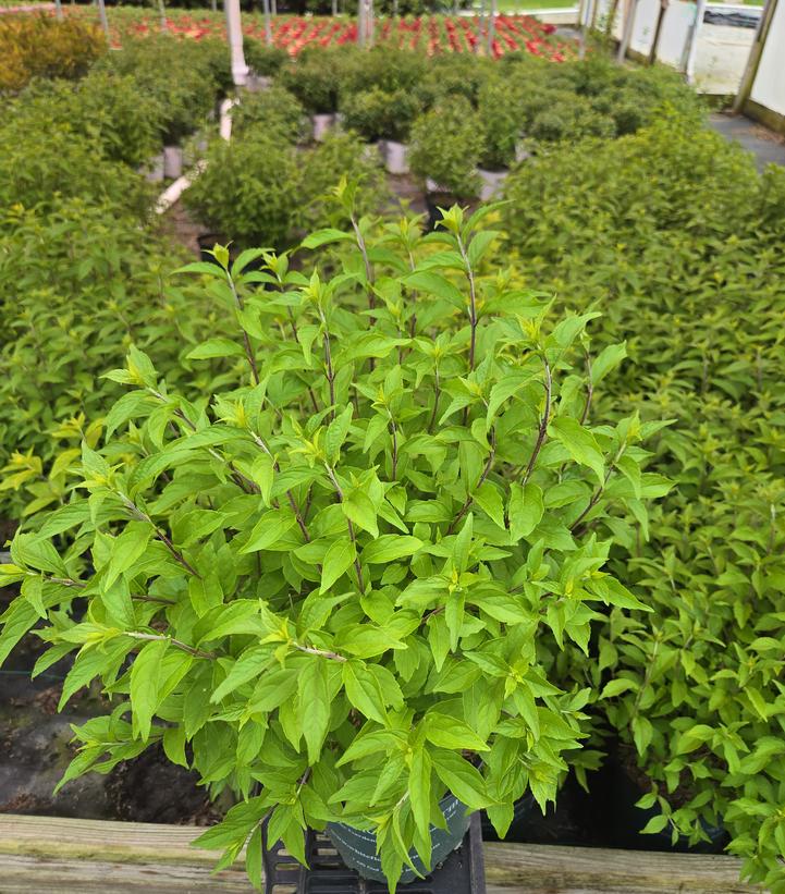 Callicarpa dichotoma 'Early Amethyst'