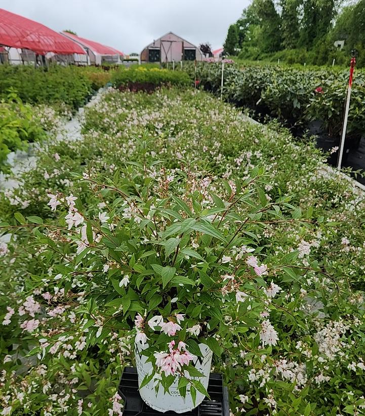 Deutzia x Yuki Cherry Blossom®