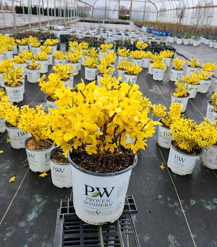 Forsythia x Show Off®