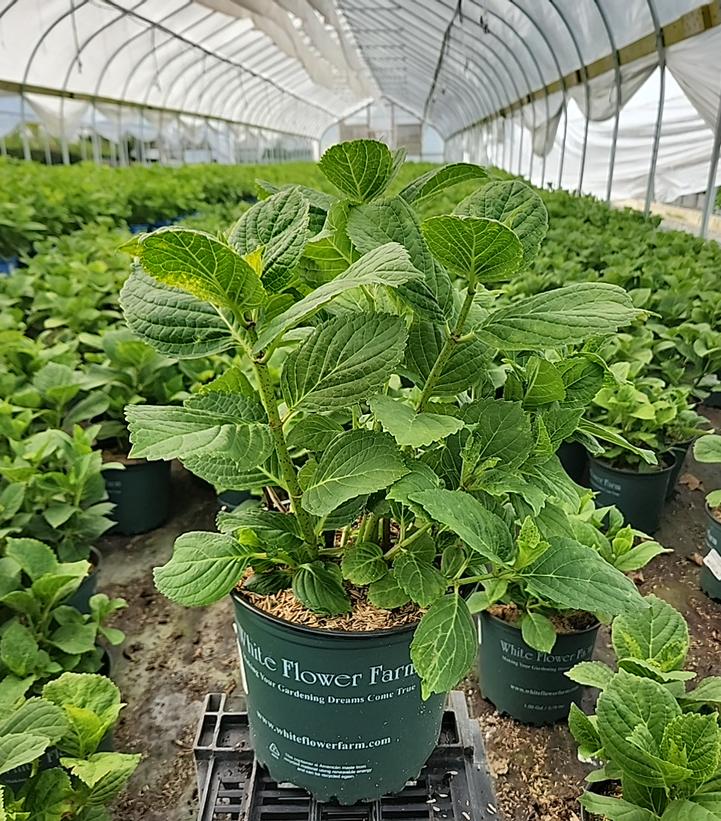 Hydrangea macrophylla Cherry Explosion™