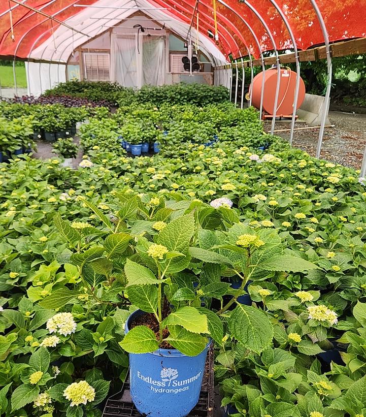 Hydrangea macrophylla Endless Summer® Collection Endless Summer® The Original