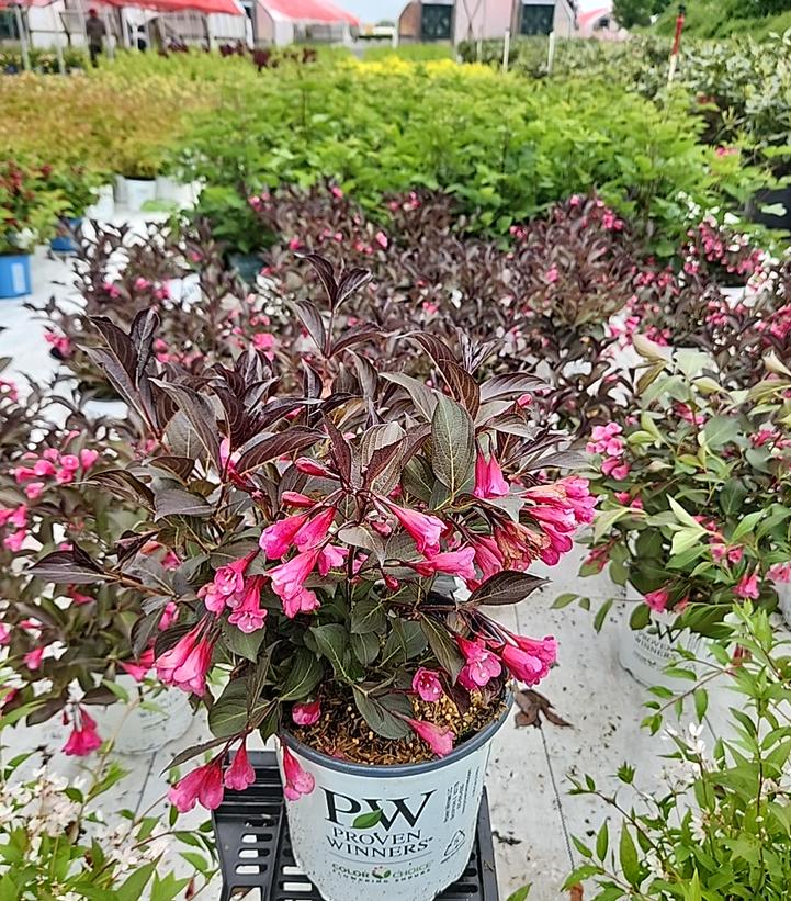 Weigela florida Wine & Roses®