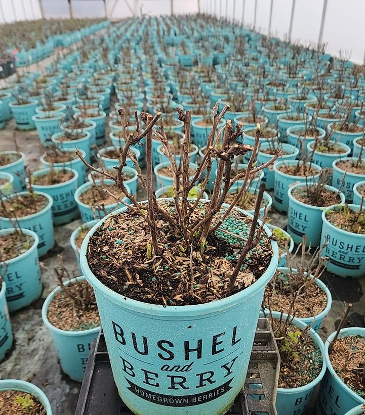 Rubus idaeus Bushel and Berry® Raspberry Shortcake®