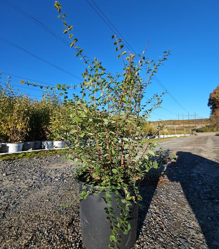 Symphoricarpos x chenaultii 'Hancock'