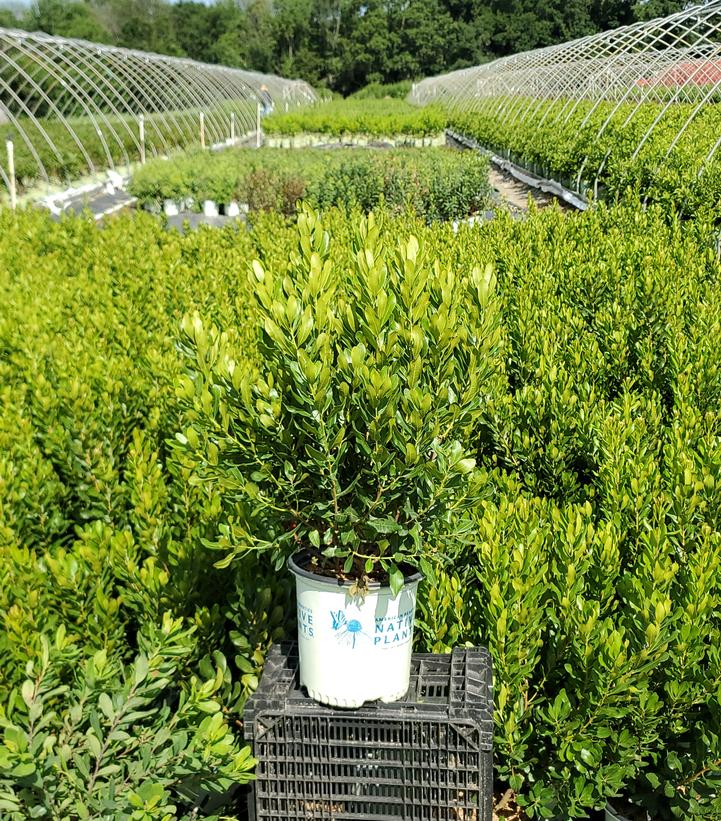 Myrica pensylvanica Bobee™
