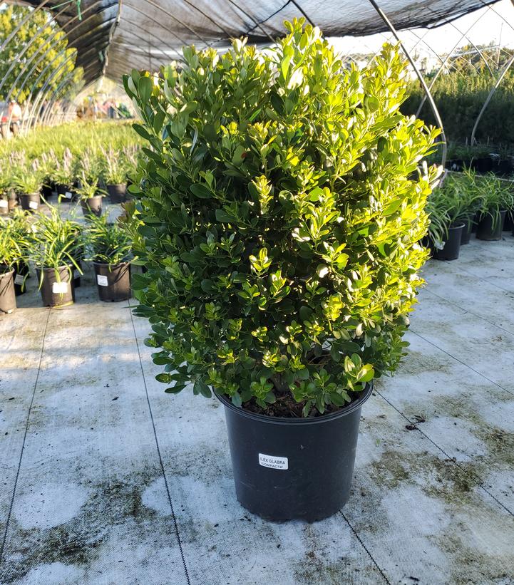 Ilex glabra 'Compacta'