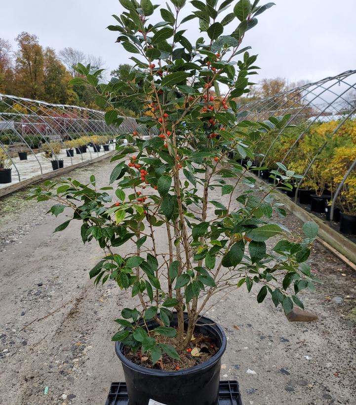 Ilex verticillata Magical® Showtime