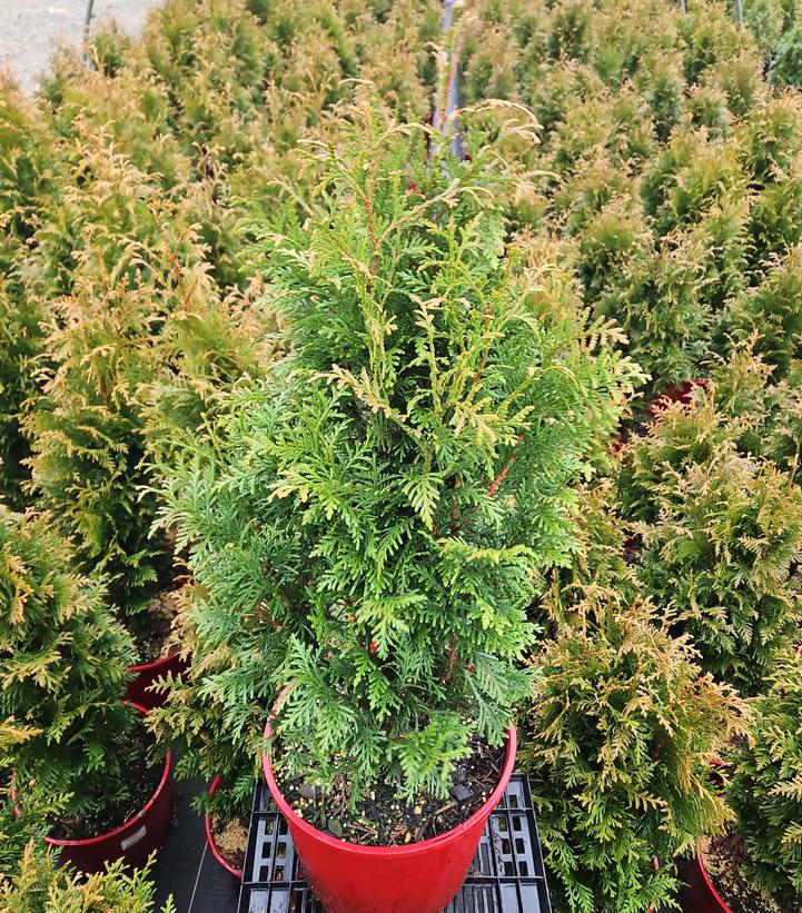 Thuja x plicata 'Junior Giant'