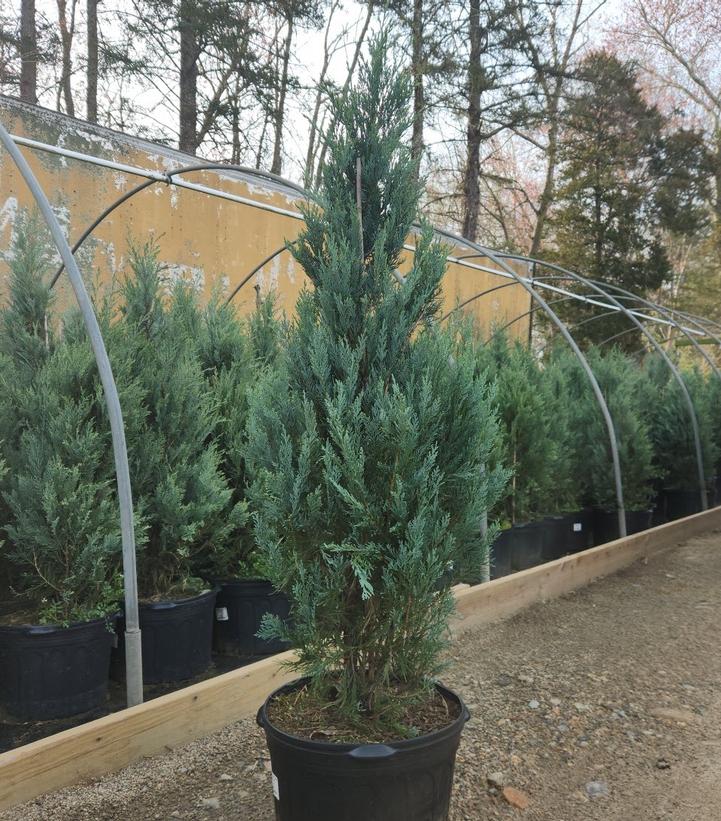 Juniperus scopulorum 'Moonglow'