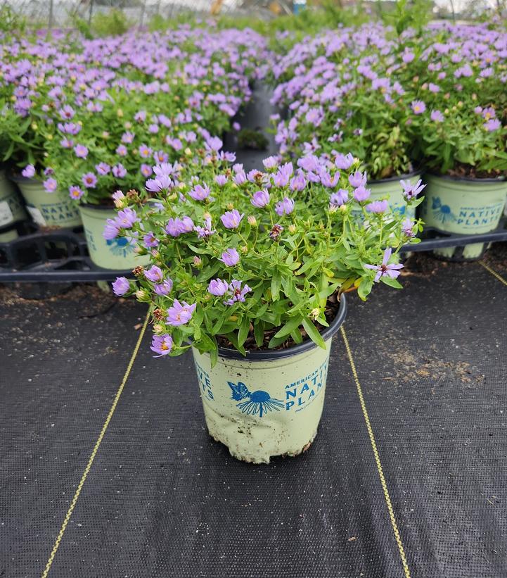 Aster oblongifolium 'October Skies'