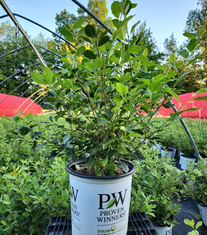 Ilex verticillata Mr. Poppins®