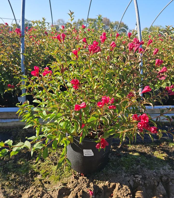 Weigela florida Magical® Robin
