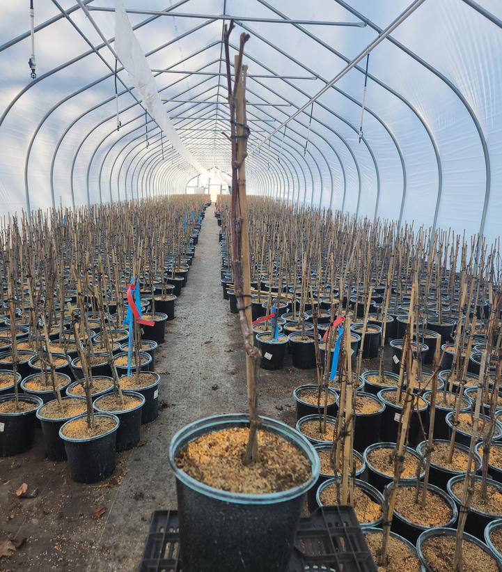 Vitis x Frontenac™