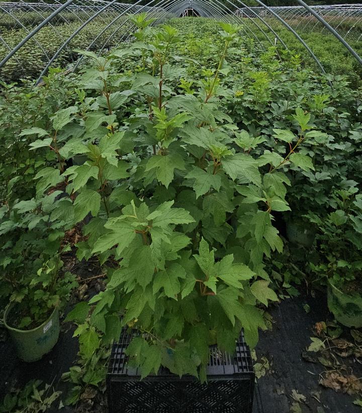 Viburnum trilobum 'Wentworth'