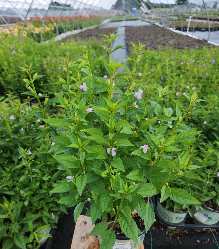 Mimulus ringens 