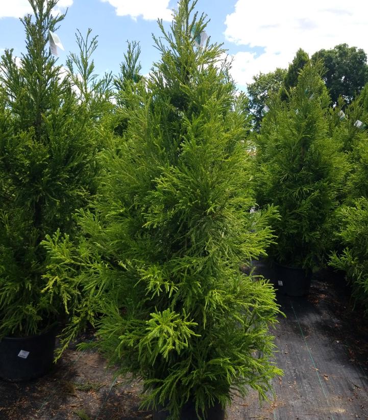 Cryptomeria japonica Yoshino
